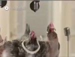 Chicken song 2017.mp4