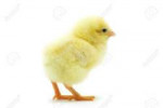 9482522-cute-little-baby-chicken-isolated-on-white-backgrou[...].jpg