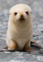 white-fur-seal