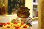 birthdaycatsad.jpg