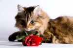 catwithrose.jpg