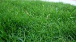 1200px-CarpetGrass.JPG