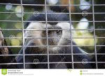 colobus-monkey-looking-people-cage-colubus-increased-size-p[...].jpg