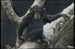 gifs-monkey-19.gif