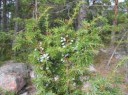 800px-juniper-berries-greenfi-eu2007-sep-09by-ram.800x600w.jpg