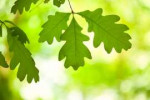white-oak-tree-leaves-in-forest-backlit-picture-id183849106.jpg