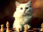 28133763129a789d9ebecd3f37184499--chess-kittens-playing.jpg