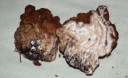 Gyromitra gigas