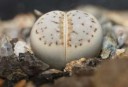 macro-lithops