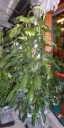 philodendron bipennifolium (own)2.jpg