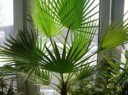 Вашингтония-нитеносная-Washingtonia-filifera-2.jpg