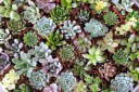 succulent-wedding-favor-gifts-succulents-assorted1.jpg