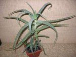 Aloe-drevovidnoe.jpg