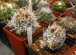 Pediocactus peeblesianus v. fickeiseniae fma. menzelii.jpg