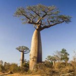 Baobab (Adansonia Digitata).jpg