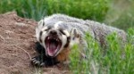 American-Badger-by-Paul-Bannick-777x437.jpg