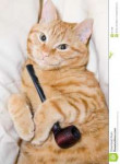 cat-pipe-611408.jpg