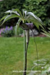 Arisaema-ciliatum-var-liubaense-adventurousplants-bencandli[...].jpg