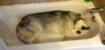 HuskyinBathtubHeader-750x364.jpg