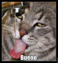 bueno-cat.jpg