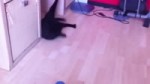 rollingcat.webm