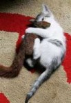 cat-adopts-squirrel 1- blog.jpg