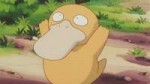 pokemon-psyduck.jpg