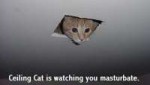 CeilingCatbySleepySnitter.jpg