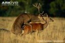 Red-deer-mating.jpg