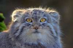 Manul13.jpg