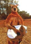 Kangaroo2.jpg