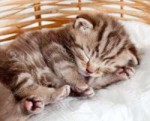 14601676-funny-sleeping-baby-cat-kitten-in-wicker-basket-St[...].jpg