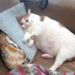 dat-sad-fat-cat.jpg