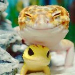 cute-happy-gecko-with-toy-kohaku-1-591e9c32b76f1700