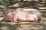 depositphotos12070568-stock-photo-fat-pink-sow-sleeps-sound[...]