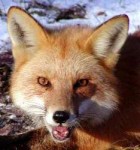 fox-face.jpg