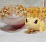 happy-gecko.jpg