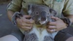 The worlds most chilled Koala.mp4