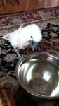 bird.webm