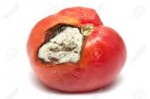 17645983-rotten-tomato-on-a-white-background-Stock-Photo.jpg