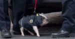 police-piglet1.png