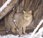 1024px-Felis-chaus-Sofia-Zoo-20120125-cropped.jpg