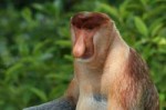 1200px-Proboscismonkey(Nasalislarvatus)maleLabukBay2.jpg