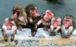 Japanese-macaque-opened-the-season-bathing-in-hot-springs-08.jpg