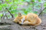 cute-baby-foxes-cubs-17-574436be67482880.jpg