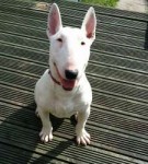 english-bull-terrier-56057dfe273aa.jpg