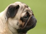 cute-baby-pugs-wallpaper-2.jpg