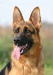 german-shepherd-dog55.jpg