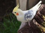 cockatiel-11-768x576.jpg