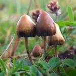 psylopsilocibe-sosochkovidnaya-polulancetovidnaya-psilocybe[...].jpeg